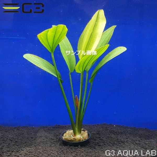 �����Υɥ륹 ��������1«����0669-0122��