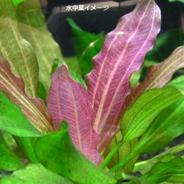 �����Υɥ륹 ��������1«����0669-0122��