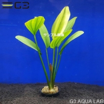 �����Υɥ륹 ��������1«����0669-0122��