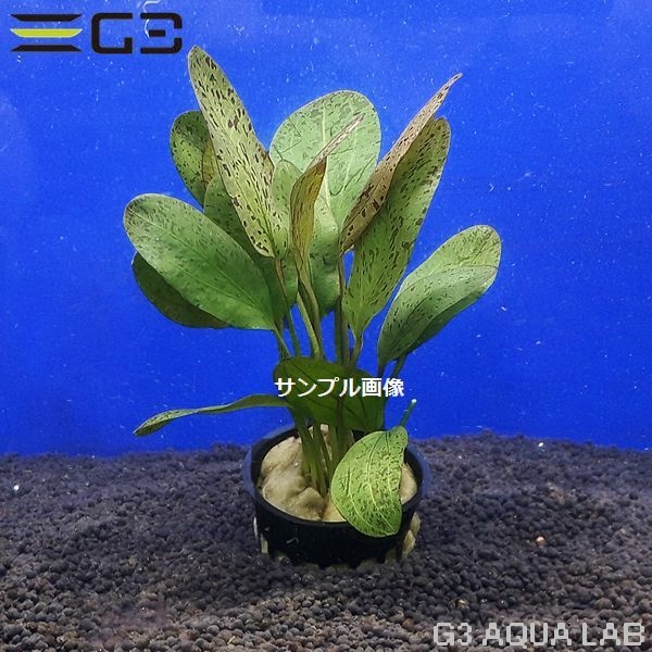 �����Υɥ륹 ��åɥե졼�ࡡ1«����0976-0122��