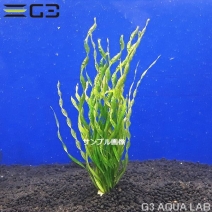 �����Υɥ륹 �٥��ӥ�����1«����1211-0122��
