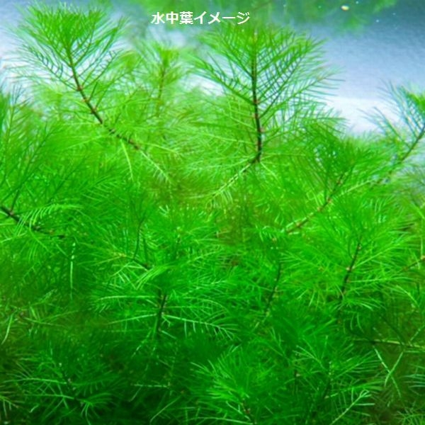 �ߥꥪ�ե���� �ޥȥ����å��� ���꡼�� 1«����T696-0122��