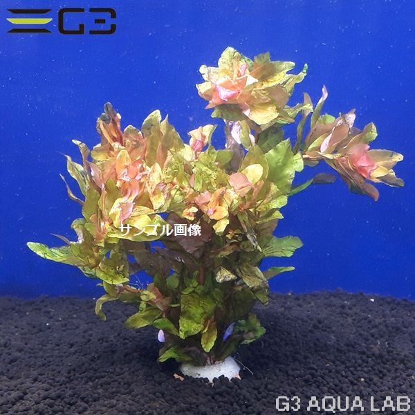 ������ �ޥ����ɥ� 10�ܡ���Z197-0122��