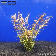 ��ɥ������� �֥�ӥڥ� 10�ܡ���Z971-0122��