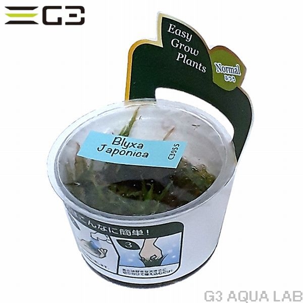 �֥ꥯ��������ݥ˥���̵�����ȿ����ܡ�[C3055]