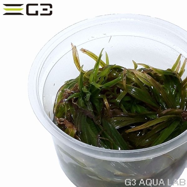 �֥ꥯ��������ݥ˥���̵�����ȿ����ܡ�[C3055]