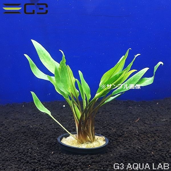 ����ץȥ���� ��ƥ��ʥ�����ˡ�1«����0491-0205��