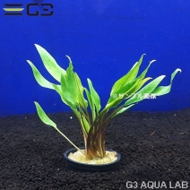 ����ץȥ���� ��ƥ��ʥ�����ˡ�1«����0491-0205��