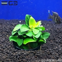 ���̥ӥ��� �ʥ� sp. �ץ� 1pot����TP04-0205��