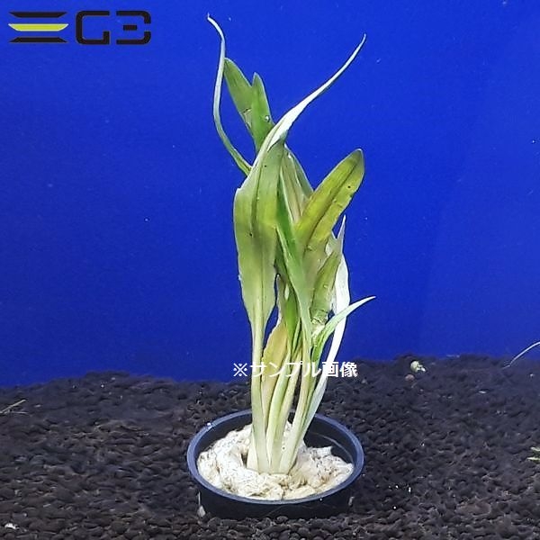 ����ץȥ���� ����ӥ���1«����0600-0219��