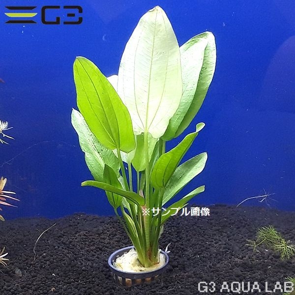 �����Υɥ륹 ���ꥨ�󥿥롡1«����0654-0219��