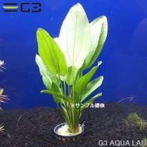 �����Υɥ륹 ���ꥨ�󥿥롡1«����0654-0219��