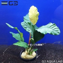 ���̥ӥ��� �����ҡ��ե��ꥢ 1pot����0764-0219��