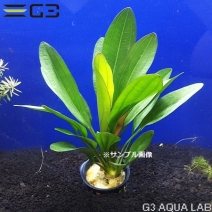 �����Υɥ륹 ��ӥ�1«����0654-0219��