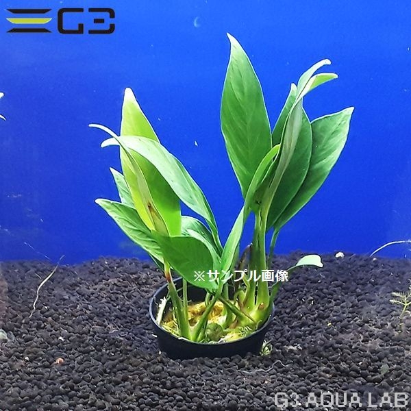 ���̥ӥ��� sp. ���å��� 1pot����TP01-0219��