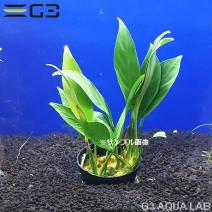 ���̥ӥ��� sp. ���å��� 1pot����TP01-0219��