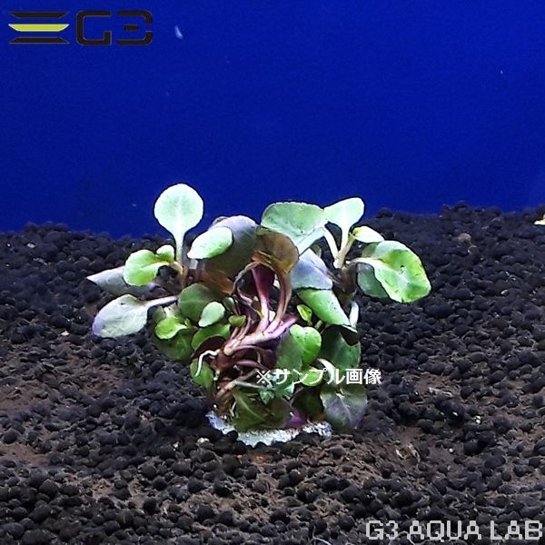 ���٥ꥢ�����ǥ��ʥꥹ ���⡼��1«����Z524-0219��