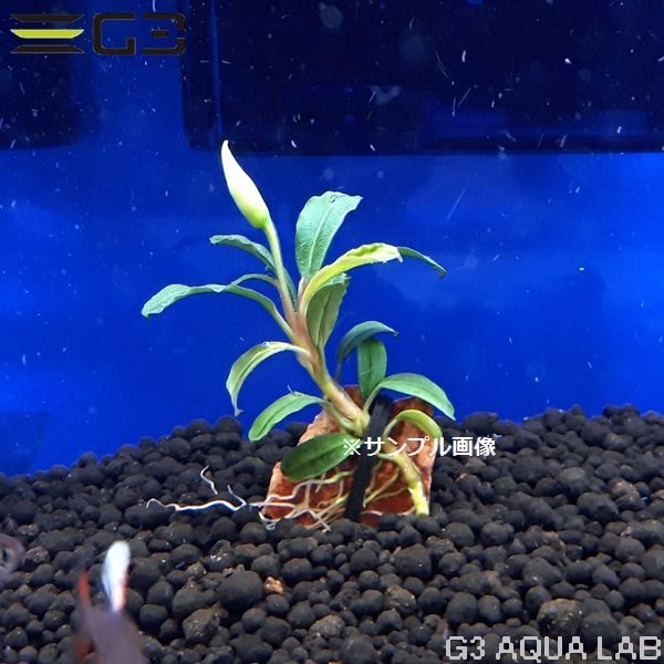 �֥��ե����ɥ� �֥饦�ˡ� �ե��˥å�����1�ܡ���318662-0221��