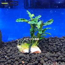 �֥��ե����ɥ� sp. �������� 1�ܡ���316946-0221��