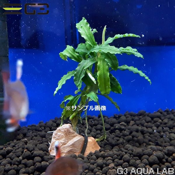 �֥��ե����ɥ� sp. �ӥ֥ꥹ�������֥롼 1�ܡ���316947-0221��