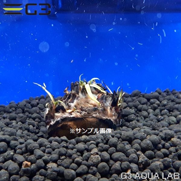 �˥�ե� ��֥�ʵ庬�� 1�ġ���311541-0221��