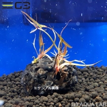 �˥�ե� ���ƥ顼���ʵ庬�� 1�ġ���311551-0221��