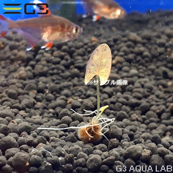 �˥�ե� �ߥ���󥵡���åɥե쥢���ʵ庬�� 1�ġ���311592-0221��