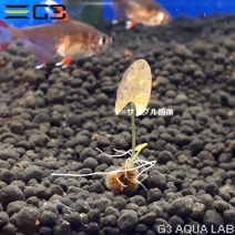 �˥�ե� �ߥ���󥵡���åɥե쥢���ʵ庬�� 1�ġ���311592-0221��