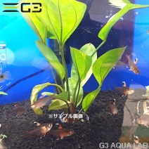 �����Υɥ륹 �ǥӥ륺������1«����334986-0220��
