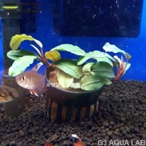 �֥��ե����ɥ� sp. �ƥ��� 1POT����337962-0221��