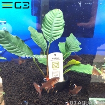 ��Tropica�ۥ��̥ӥ��� �����ҡ��ե��ꥢ 1pot����368871-0220��