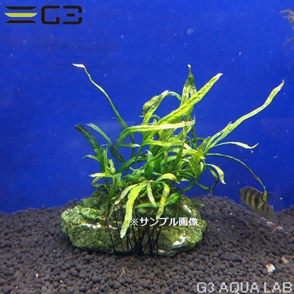 国産 ミクロソリウム sp. トライデント 岩付き 1個 (サンプル画像)