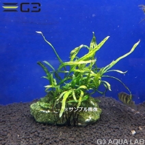 �� �ߥ������ꥦ�� sp. �ȥ饤�ǥ�� ���դ� 1�� (����ץ������