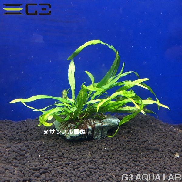 �� �ߥ������ꥦ�� sp. �ʥ����꡼�� ���դ� 1�� (����ץ������