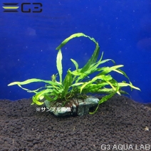 �� �ߥ������ꥦ�� sp. �ʥ����꡼�� ���դ� 1�� (����ץ������