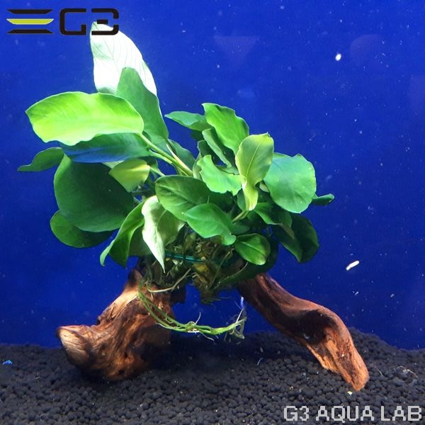No,003 アヌビアスナナ 流木付き Mサイズ