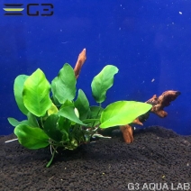 No,004 ���̥ӥ����ʥ� ή���դ� M������