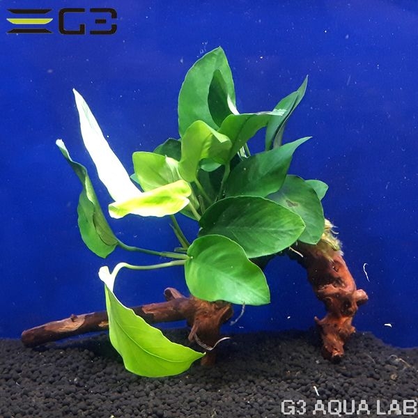 No,005 アヌビアスナナ 流木付き Mサイズ