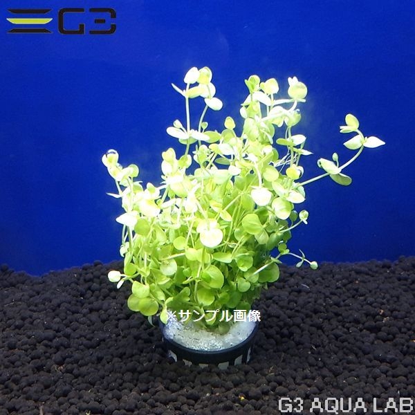 �ڹ񻺡ۥ顼���ѡ��륰�饹 1«����Y502-0226��