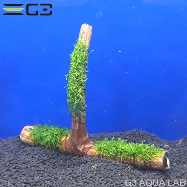 No,001 国産 ウィーピングモス 活着流木 1個