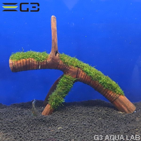 No,002 国産 南米ウィローモス 活着流木 1個