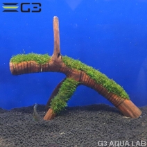 No,002 �� ���ƥ��������⥹ ����ή�� 1��