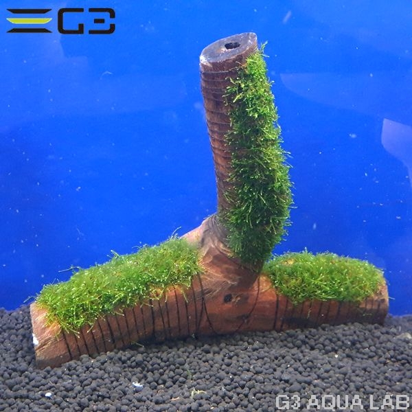 No,003 国産 南米ウィローモス 活着流木 1個