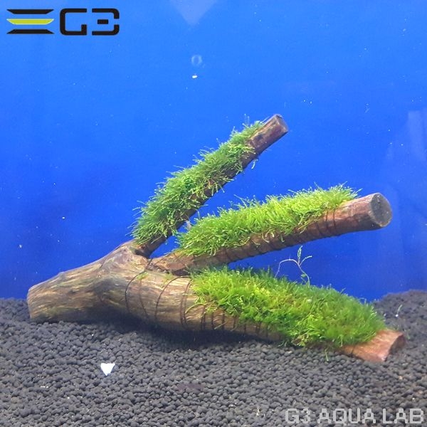 No,005 国産 南米ウィローモス 活着流木 1個