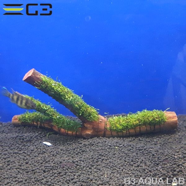 No,001 �� ���������⥹ ����ή�� 1��