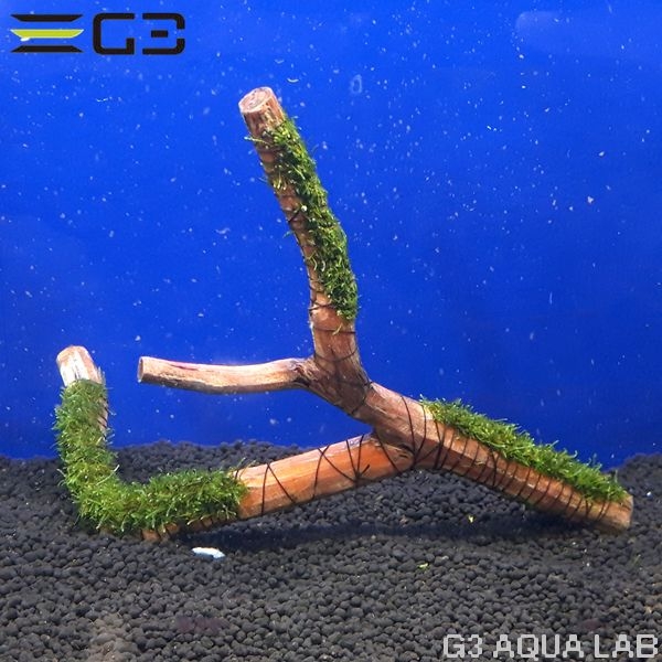 No,002 �� ���������⥹ ����ή�� 1��