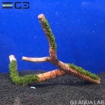 No,002 �� ���������⥹ ����ή�� 1��