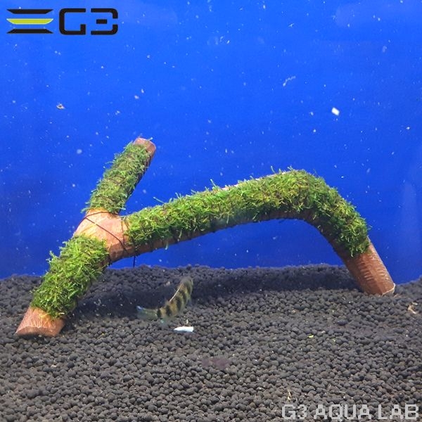 No,004 国産 ウィローモス 活着流木 1個