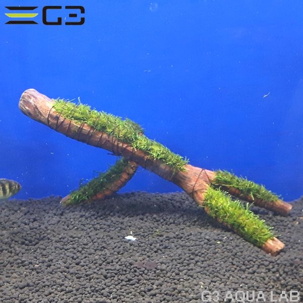 No,005 国産 ウィローモス 活着流木 1個