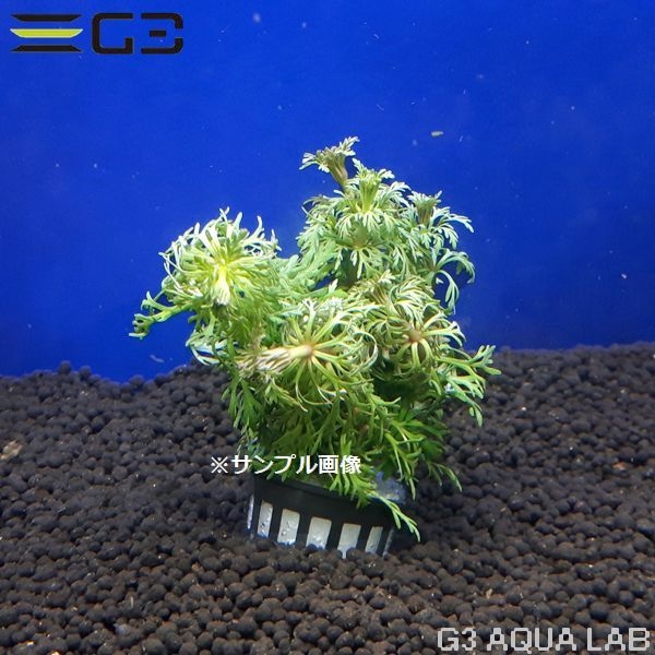 �ڹ񻺡ۥ���֥ꥢ�ʥ������ 1«����Y030-0226��